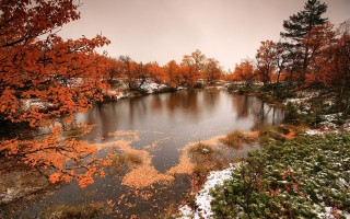 Lake trees orange leaves snow - orange leaf free wallpaper