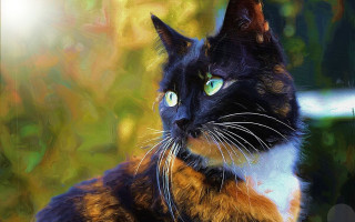 Cat glowing blue eyes digital - a blurry background of trees and bushes free wallpaper