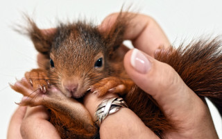 Squirrel hands ring blurry massurrealism - a person holding free wallpaper