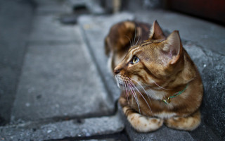 Cat looking up shallow depth - its mouth open free wallpaper