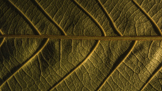 Leaf yellow line green background - macro photography free wallpaper