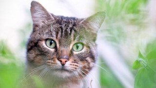 Black cat green eyes animal 2 - neoplasticism free wallpaper