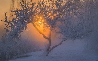 Tree sun snow field backlight - backlight free wallpaper