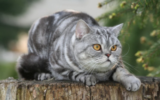 Cat stump serious neoplasticism marble - serious free wallpaper for desktop