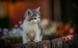Kitten wooden table window planter - aloysius okelly free wallpaper