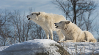 Polar bears snowy forest winter - polar free wallpaper