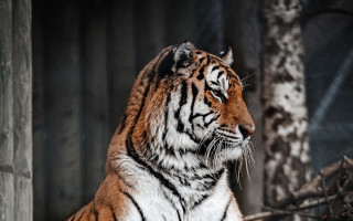 Tiger shade tree zoo blurry - a tiger free wallpaper