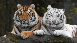 Tigers rock woods blurry depth - a rock together free wallpaper