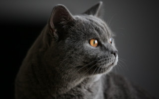 Gray cat yellow eyes looking - a gray cat free wallpaper
