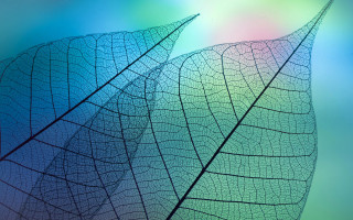 Leaf rainbow background macro fractals - a close up of a leaf free wallpaper