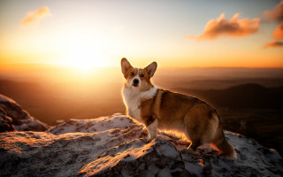 Dog snow mountain sunset autumn - sunrise free wallpaper