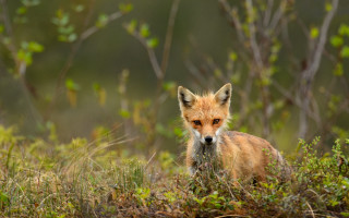Sad fox in grass bushes - a fox free wallpaper