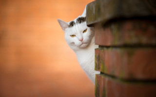 White cat peeking brick wall - a green eye free wallpaper