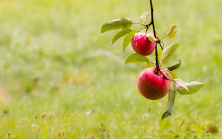 Apples branch grass nature blurry - free nature wallpaper