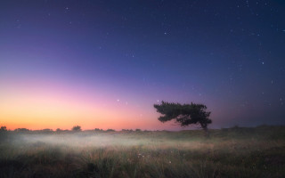 Lone tree purple sky night - a lone tree in a field free wallpaper