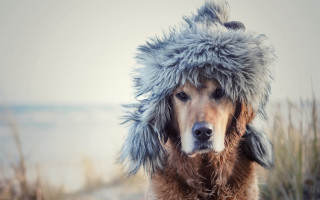 Dog furry hat beach ocean 2 - near free wallpaper