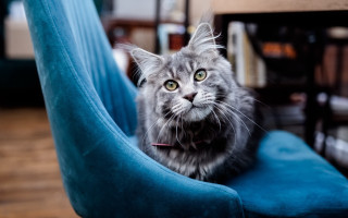 Cat regal blue chair yellow - art nouveau free wallpaper