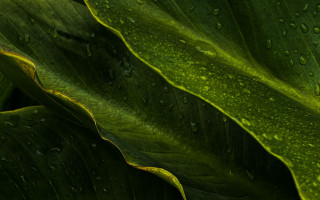 Large green leaf water droplets - high free wallpaper