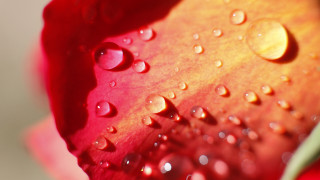 Red flower water droplets macro 29 - a red flower free wallpaper