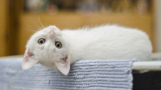 White cat towels table door - a table next free wallpaper