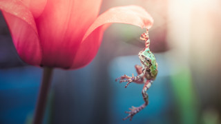 Frog flower head stem arabesque - a frog free wallpaper