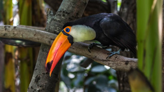Colorful bird forest cloisonnism bokeh - clovis trouille free wallpaper