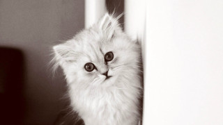 White kitten black eye sad - a black eye free wallpaper