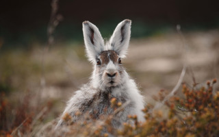 Rabbit field blurry ecological puzzle - ear free wallpaper
