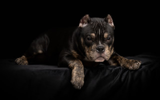 Dog laying black surface head - a black surface free wallpaper