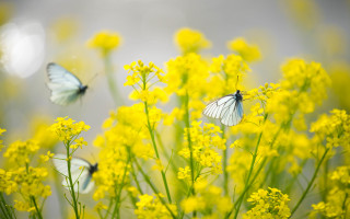 Butterflies yellow flower field autumn - a gray sky in the background free wallpaper