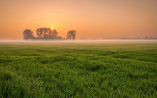 Foggy field trees sunset gradient - grass free wallpaper