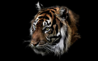 Tiger white stripe dark room - a tiger free wallpaper