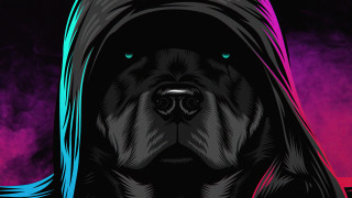 Dog hooded jacket purple blue - a black nose free wallpaper