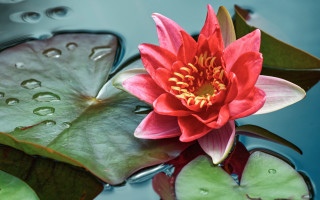 Red flower floating pond lilypads - a red flower free wallpaper