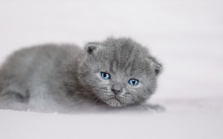 Small gray kitten blue eyes 6 - a white surface free wallpaper