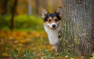 Dog tree woods shiba inu - its tongue free wallpaper