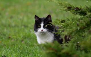 Black cat sitting grass sad - cat free wallpaper
