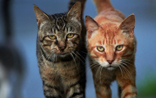 Cats shiba inu gothic animal 2 - the camera free wallpaper