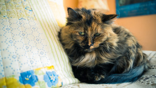 Cat bed pillow cat picture - kodachrome free wallpaper