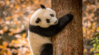 Panda climbing tree autumn leaves - its head on free wallpaper