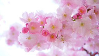 Pink flowers cherry blossoms bouquet - a light reflection free wallpaper
