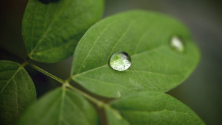 Leaf waterdrops green background black - a leaf free wallpaper