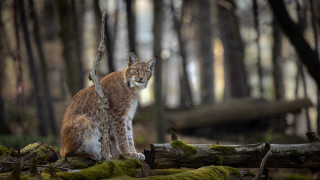 Cat log woods moss branch - moss free wallpaper