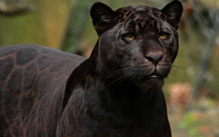 Black leopard yellow eyes sumatraism - a blurry background of trees and bushes free wallpaper