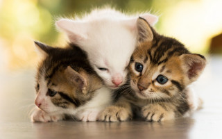Kitten playing with two kittens - optical free wallpaper