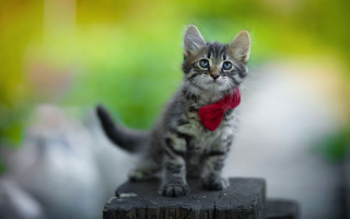 Small kitten red bow wooden - a small kitten free wallpaper