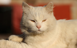 White cat yellow eyes sad - a white cat free wallpaper