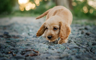 Puppy woods rocky path tilt - rocky free wallpaper