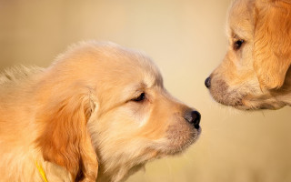 Two dogs sad look looking - their face free wallpaper