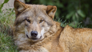 Wolf laying grass closed eyes - caspar wolf free wallpaper